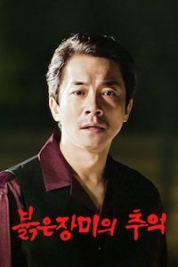 붉은 장미의 추억