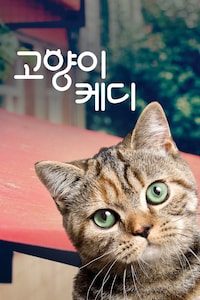 고양이 케디