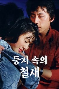 둥지 속의 철새