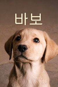바보