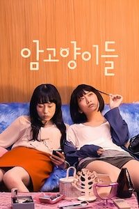 암고양이들
