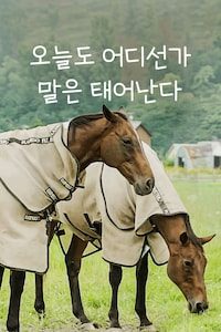 오늘도 어디선가 말은 태어난다