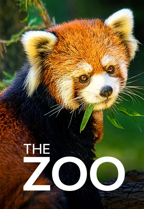 THE ZOO