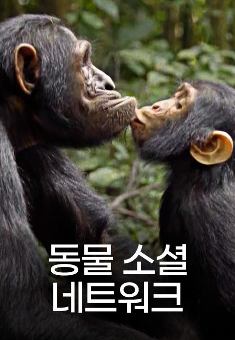 동물 소셜 네트워크