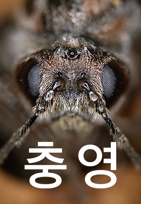 충영