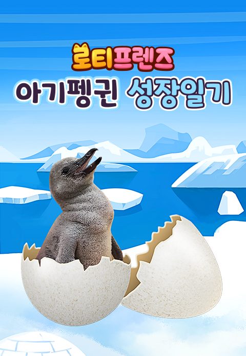 로티프렌즈 아기펭귄 성장일기