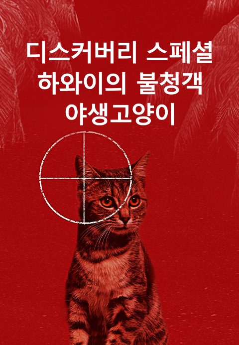 디스커버리 스페셜 : 하와이의 불청객, 야생고양이