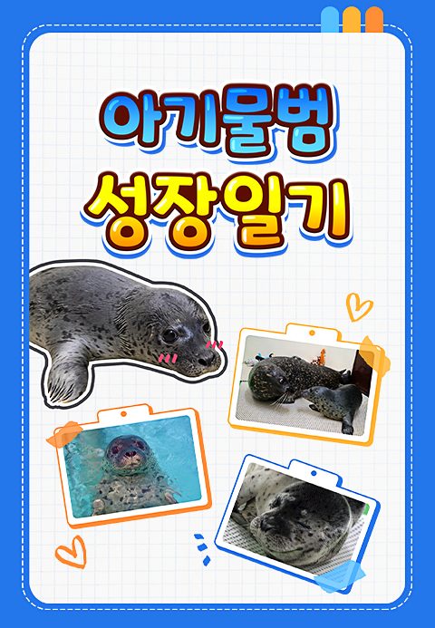 아기물범 성장일기