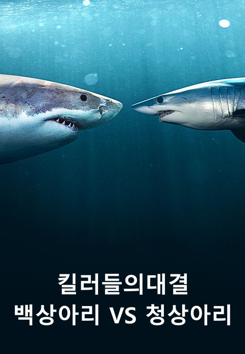 킬러들의 대결: 백상아리 vs 청상아리