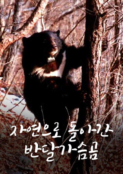 자연으로 돌아간 반달가슴곰