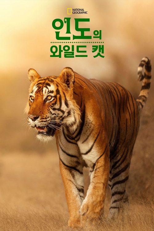 인도의 와일드 캣